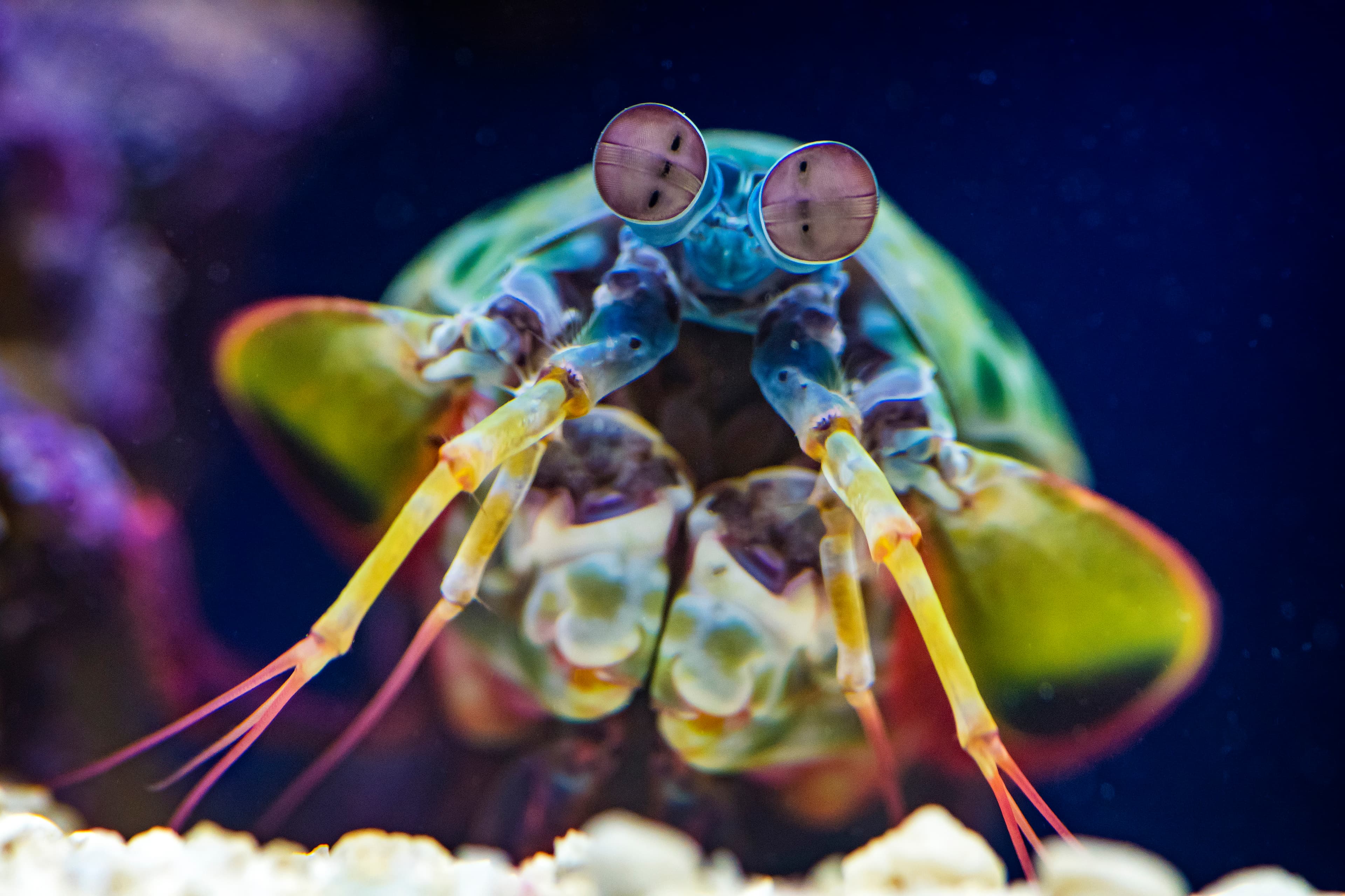 L'Aquarium Ripley du Canada rejoint le programme Toronto CityPASS, améliorant l'expérience touristique